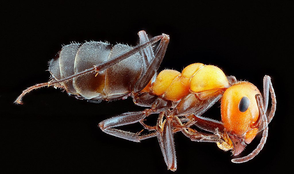 Ant Control service in Chula Vista, CA