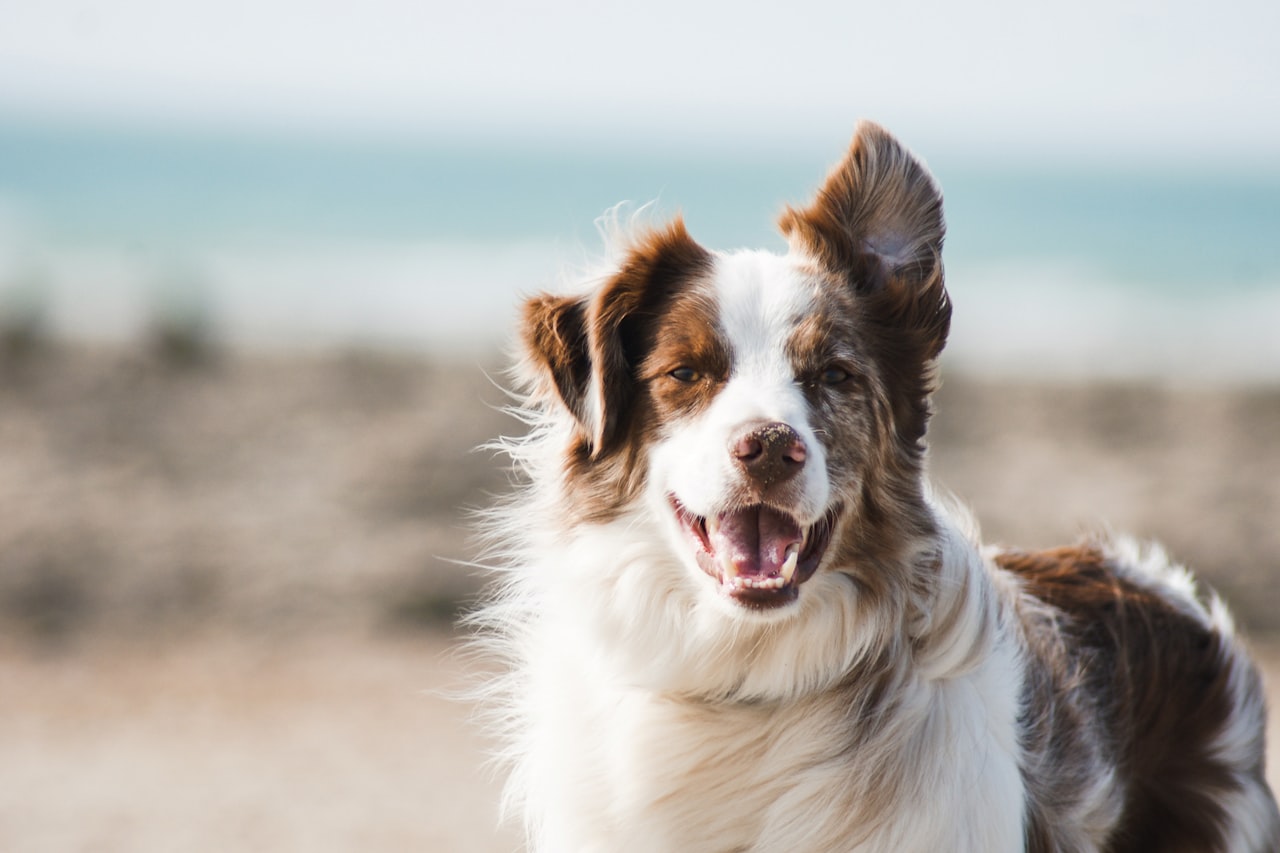 Flea & Tick Control service in Chula Vista, CA
