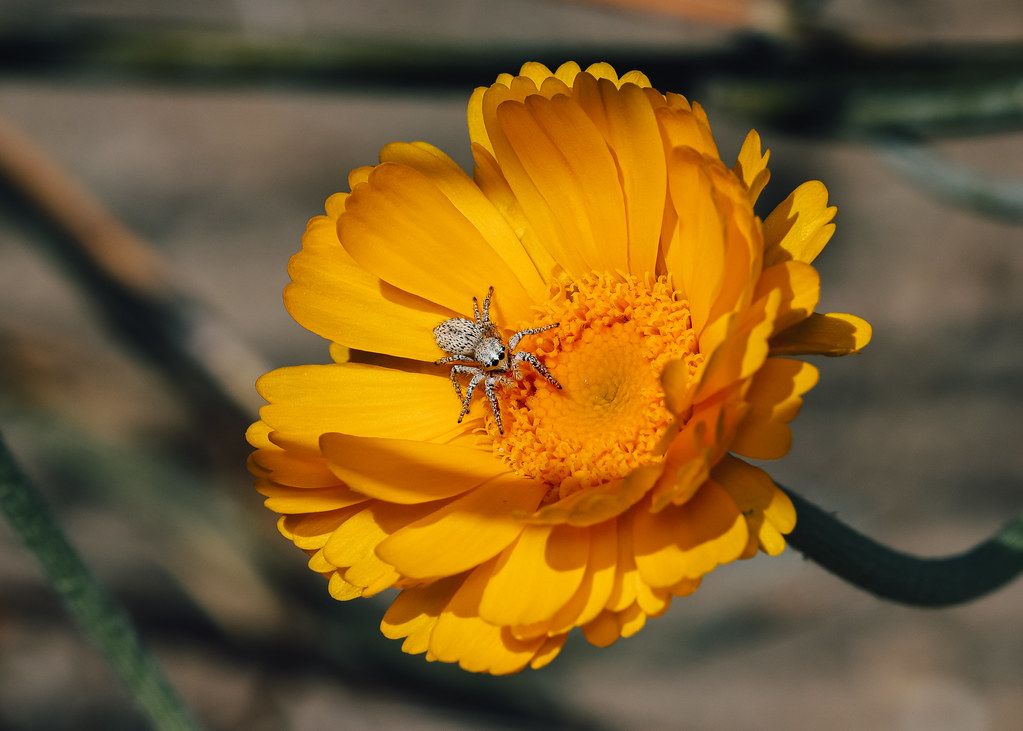 Spider Control service in Chula Vista, CA